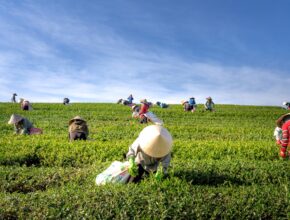 Transform Your Life Through Canadian Agriculture: Work Permits, Fair Wages, and a Direct Path to Permanent Residency