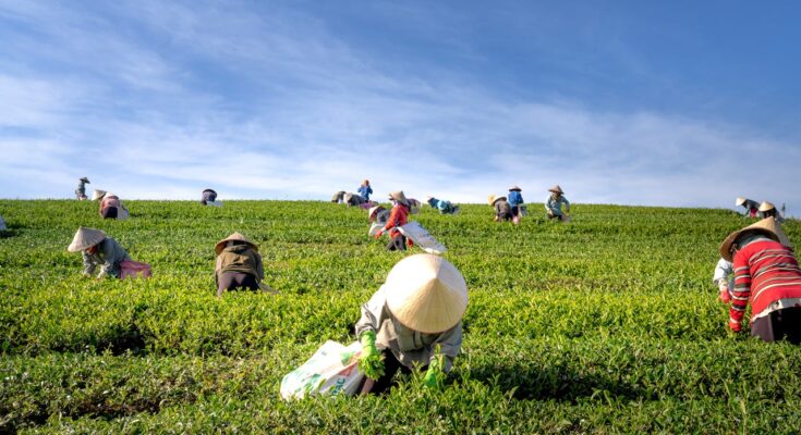 Transform Your Life Through Canadian Agriculture: Work Permits, Fair Wages, and a Direct Path to Permanent Residency