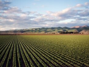 Agricultural Jobs in Italy with Work Permit 2025 - Decreto Flussi Visa Sponsorship
