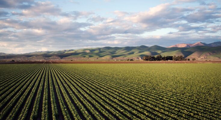 Agricultural Jobs in Italy with Work Permit 2025 - Decreto Flussi Visa Sponsorship